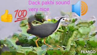 Dak pakhi sound very nice [upl. by Carma969]