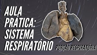 Sistema Respiratório anatomia dos pulmões  aula prática [upl. by Danziger477]