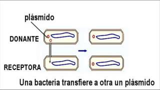 Biología  Reproducción bacteriana [upl. by Akcired328]