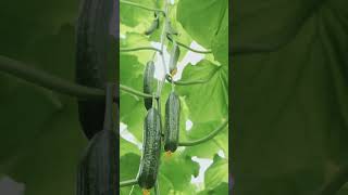 🌿 Grow Cucumbers Vertically 3 Easy Ways for a Bountiful Harvest 🌿 [upl. by Yunfei]