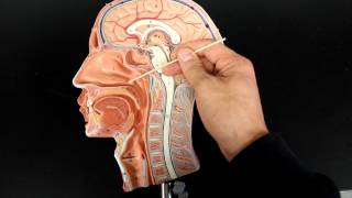 RESPIRATORY SYSTEM ANATOMY Air flow from the nose to laynx 12 head model [upl. by Latsyrhc317]