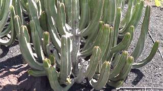 The Plant Traveller EUPHORBIA CANARIENSIS [upl. by Ursel397]