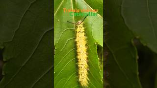 Trabala vishnou rpmtheexplorer rpm explorer caterpillar trabalavishnou naturalbeauty amazing [upl. by Rexanna]