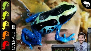 Poison Dart Frog The Best Pet Amphibian [upl. by Fadas]