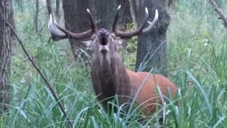 Rykowisko  zwabiony jeleń byk  hirschbrunft  red stag calling [upl. by Attehcram]