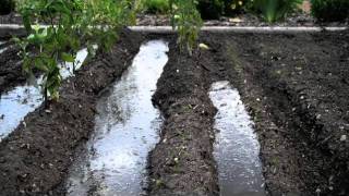 Surface Irrigation at Alices Garden [upl. by Hull]