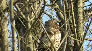 Barred Owls Caterwauling [upl. by Vadim624]