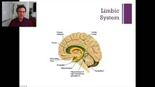 Lecture 3 Subcortical Regions [upl. by Aicnarf]