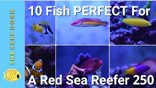 EASY ReefSafe Peaceful Fish For A Red Sea Reefer 250 [upl. by Rocray918]