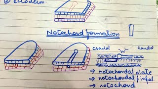 Third Week of Development Notochord formation [upl. by Moss97]