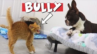 Kittens wont stop bullying Boston Terrier Puppy  TRY NOT TO LAUGH [upl. by Terhune832]