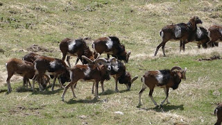 Mouflons Chartreuse [upl. by Kadner645]