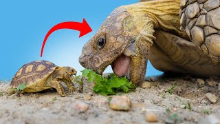 Best INDOOR Sulcata Tortoise Enclosure Everything you need to know  hatchling care and set up [upl. by Ehrenberg]