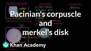 Pacinians Corpuscle and Merkels Disk  Integumentary system physiology  NCLEXRN  Khan Academy [upl. by Madancy]