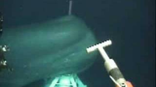 Big whale came very close under a ROV operation [upl. by Urd453]