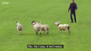 Alistair Stewart amp Tweed  Day 1  Scottish National Sheep Dog Trial 2018 [upl. by Herby]