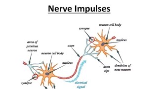 Synapse Propagation Of Impulse biology biologyclass12 [upl. by Angelika]