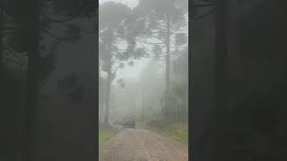 Floresta de araucárias com muita neblina  espetacular fypage cinematic [upl. by Ahsakat]