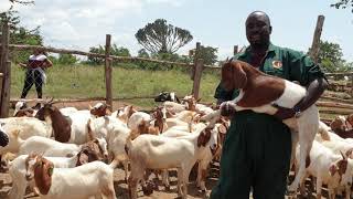 Difference between Boer and savanna meat goat breeds By hamiisi semanda 256773343283 [upl. by Bray]