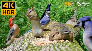 Cat TV for Cats to Watch 😺 Funny Chipmunks Birds Squirrels 🐿 8 Hours 4K HDR 60FPS [upl. by Teleya]