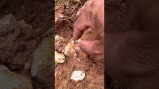 Find agatized fossil near side of the road to mountain amethyst nature agate carnelian [upl. by Llennod]