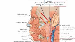 Parotid gland relations [upl. by Drud]