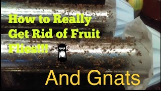 How to Really Get Rid of Fruit Flies and Gnats Really Infestation [upl. by Birdie44]