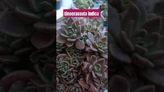 Sinocrassula indica suculentas suculentasbrasil jardim suculentascoloridas suculindas [upl. by Rochette]