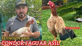 Condor Jaguar Asil  Beautiful Show Birds Reynoso Farm [upl. by Verda]