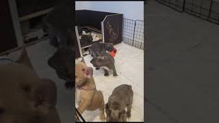 französische bulldoggen 9 Welpen spielen😊😘 [upl. by Anitnatsnok]