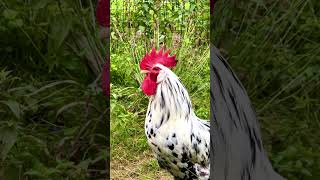 Exchequer Leghorn rooster crowing  Excalibur is a rooster of rarechickenbreed exchequerleghorn [upl. by Ettelohcin]