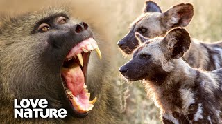 Baboons Use Their Alarm Call to Fend Off Wild Dogs  Love Nature [upl. by Assilrac]