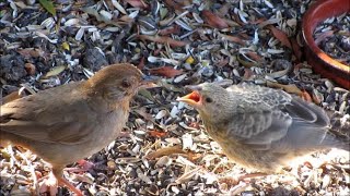 California Towhee raises Brownheaded Cowbird baby [upl. by Sybil]