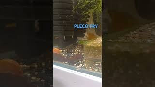 Pleco Fryplecofishaquariumfishbristlenoseshorts [upl. by Aerehs576]