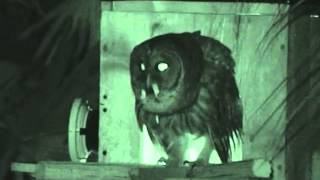 Barred Owl  Papa Calls  Dec 27 2013 4 55 AM Loud Hootage [upl. by Thorman]