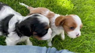 Sisters Cavalier King Charles Puppies Blenheim and Tricolor girl puppies playing 5 weeks old [upl. by Dine]