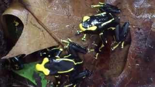 Dendrobates tinctorius alanis courtship [upl. by Yeltneb]