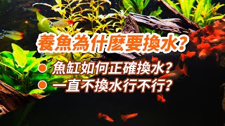 養孔雀魚可以一直不換水嗎？養魚為什麼要換水？如何幫魚缸換水？孔雀魚 魚缸 養魚 [upl. by Abram]