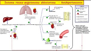 Sistema ReninaAngiotensinaAldosterona y antihipertensivos [upl. by Valery]