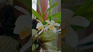 Anggrek Maxillaria camaridi bunganya harum satu ruangan konservasi conservation orchid anggrek [upl. by Kaspar443]