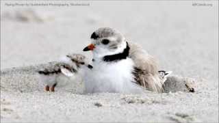 Piping Plover Calls [upl. by Kayley]