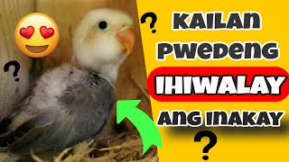 When Can You Separate Lovebird Chicks  Kailan Pwedeng Ihiwalay Ang Inakay ng Iyong Love Bird [upl. by Templa360]