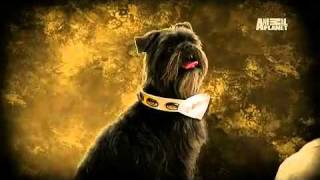 Dogs 101 Affenpinscher [upl. by Airbas]