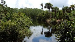 Loxahatchee Slough Trail Hike [upl. by Yee]