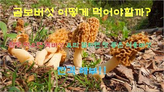 곰보버섯Morchella esculenta 어떻게 먹을까 [upl. by Yelyac594]