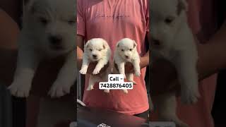 Spitz Pomeranian puppies for sale in Delhi ncr artist hiphop dance cat puppypic puppylife [upl. by Htiel]