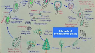 Life cycle of pinus  Life cycle of gymnosperms  class 11 [upl. by Lambrecht142]