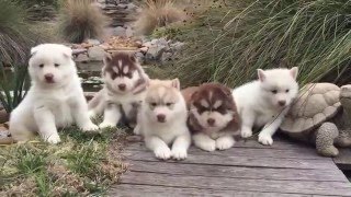 4 Weeks Old Siberian Husky Puppies [upl. by Frech380]