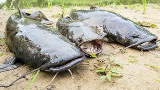 Flathead Catfish CATCH AND COOK All Night Sandbar Camping [upl. by Enaht736]