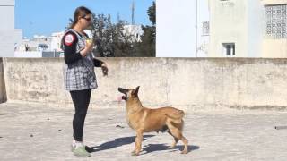 Dressage chien Tunisie Obéissance [upl. by Aihsenet829]